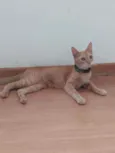 Sol