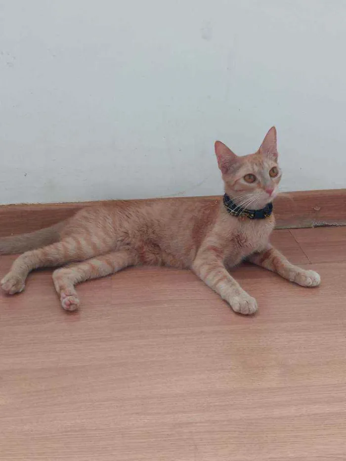 Gato ra a Indefinida idade 7 a 11 meses nome Sol