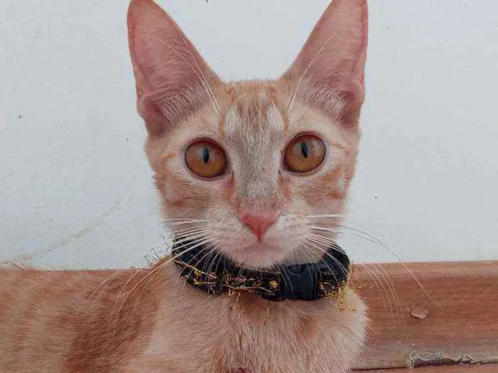 Gato ra a Indefinida idade 7 a 11 meses nome Sol