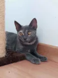 Lua