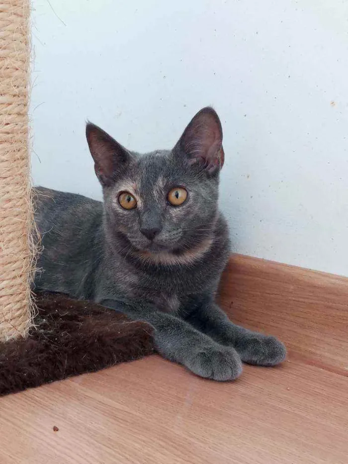 Gato ra a Indefinida idade 2 a 6 meses nome Lua