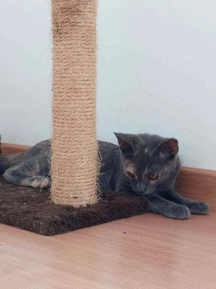 Gato ra a Indefinida idade 2 a 6 meses nome Lua