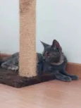 Lua