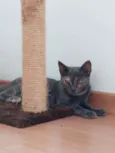 Lua