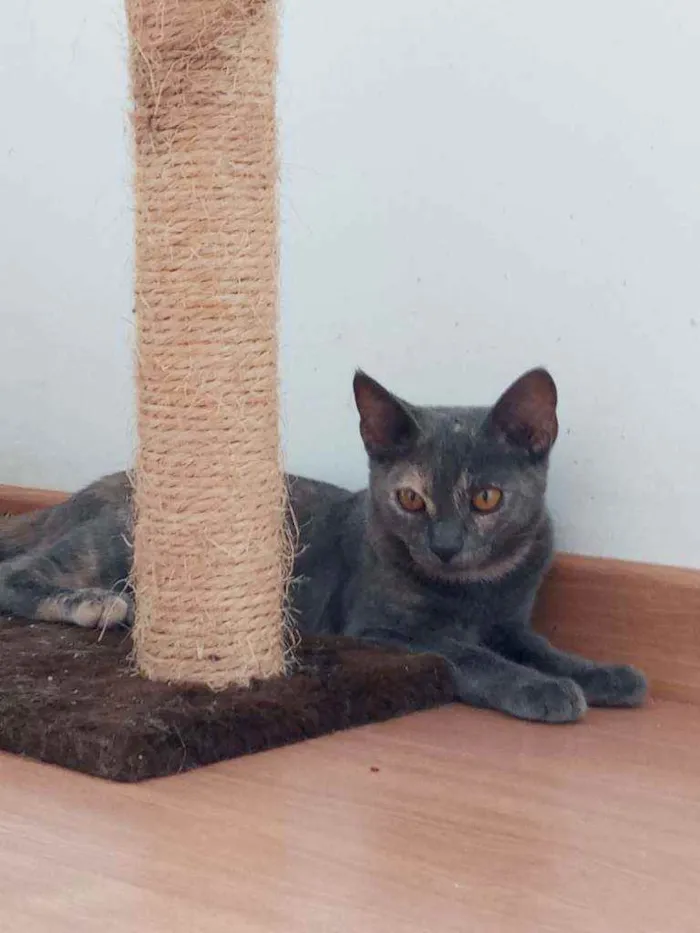 Gato ra a Indefinida idade 2 a 6 meses nome Lua
