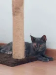 Lua