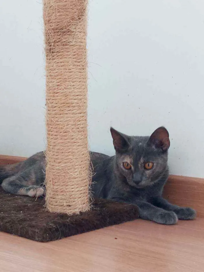 Gato ra a Indefinida idade 2 a 6 meses nome Lua