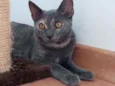 Lua
