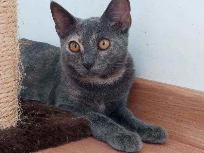 Gato ra a Indefinida idade 2 a 6 meses nome Lua