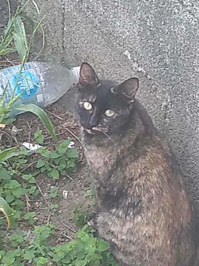 Gato ra a Escaminha idade 1 ano nome Dora