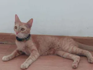 Gato raça Indefinida idade 7 a 11 meses nome Sol
