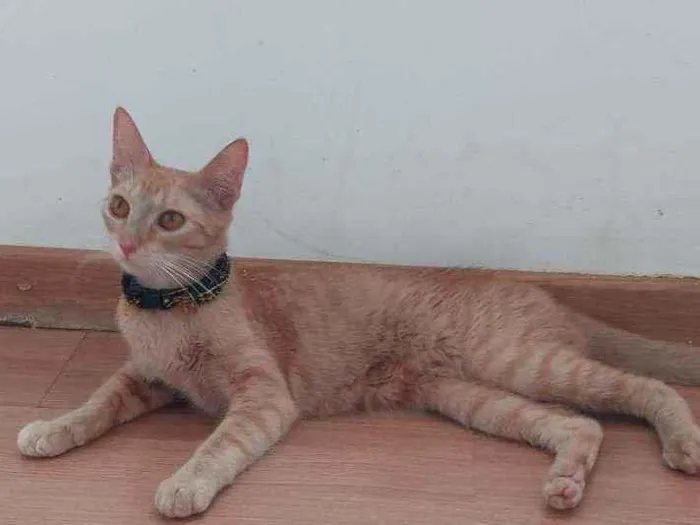 Gato ra a Indefinida idade 7 a 11 meses nome Sol