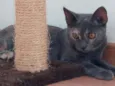 Lua