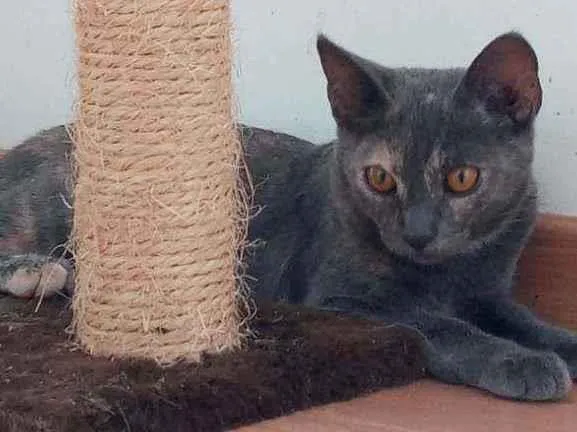 Gato ra a Indefinida idade 2 a 6 meses nome Lua
