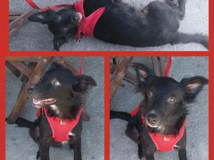 Cachorro raça srd idade 2 a 6 meses nome DUDU