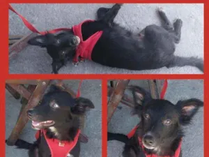 Cachorro raça srd idade 2 a 6 meses nome DUDU