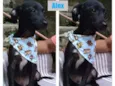 Cachorro raça srd idade 2 a 6 meses nome ALEX