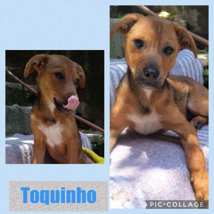 toquinho