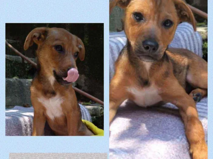 Cachorro raça srd idade 2 a 6 meses nome toquinho