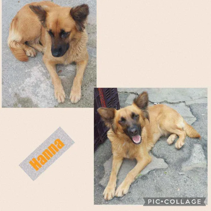 Cachorro raça srd idade 2 anos nome HANNA