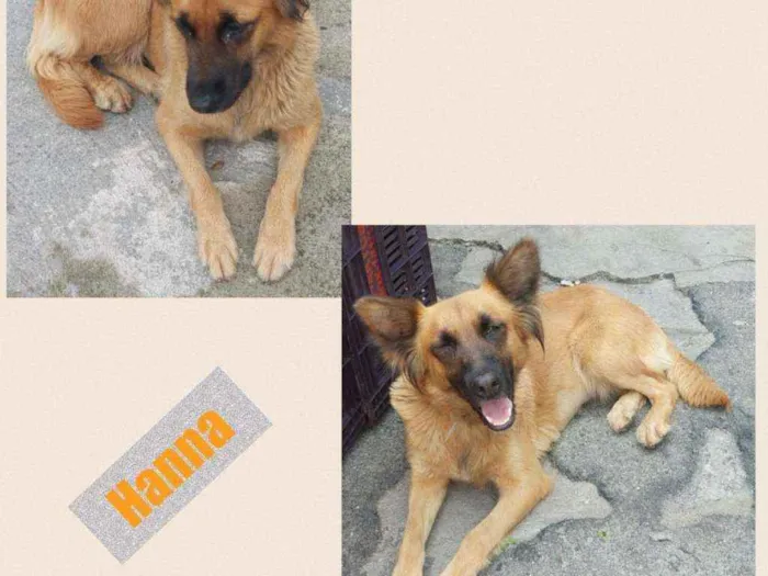 Cachorro raça srd idade 2 anos nome HANNA