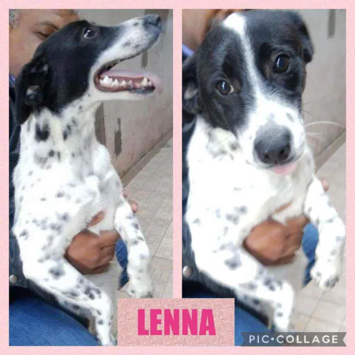 Cachorro ra a srd idade 1 ano nome LENNA