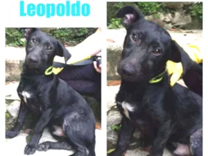 Cachorro raça SRD COM BASSET idade 2 a 6 meses nome LEOPOLDO