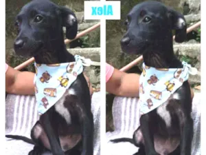 Cachorro raça srd idade 2 a 6 meses nome ALEX