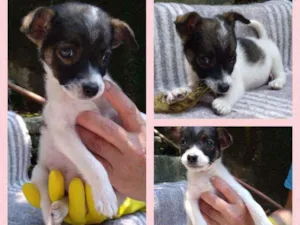 Cachorro raça srd idade 2 a 6 meses nome NANIKA