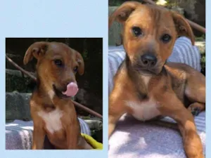 Cachorro raça srd idade 2 a 6 meses nome toquinho