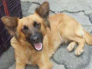 Cachorro raça srd idade 2 anos nome HANNA