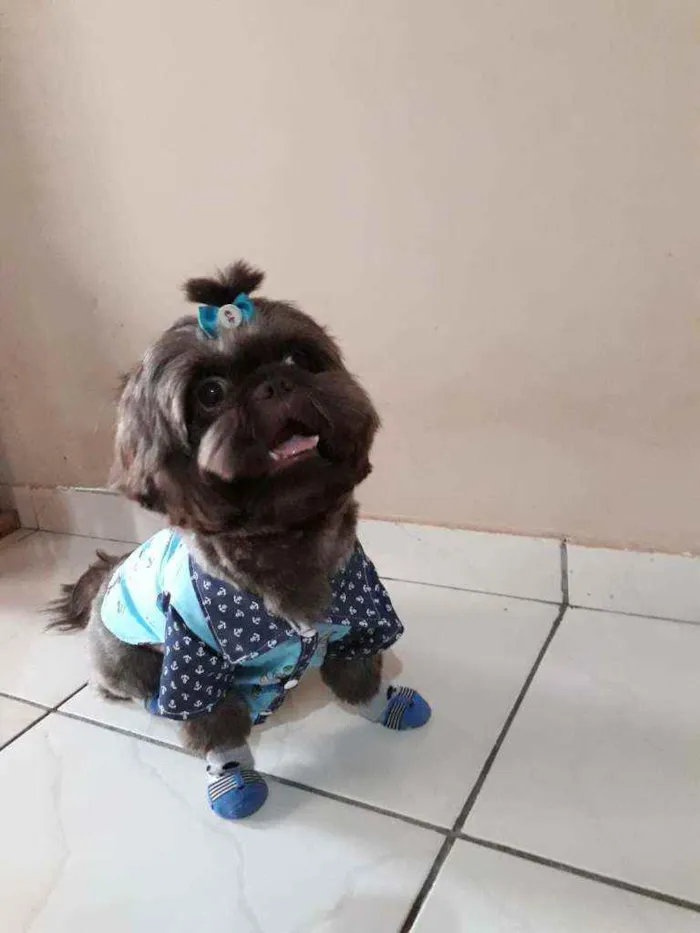 Cachorro ra a Shih tzu idade 3 anos nome Gabo