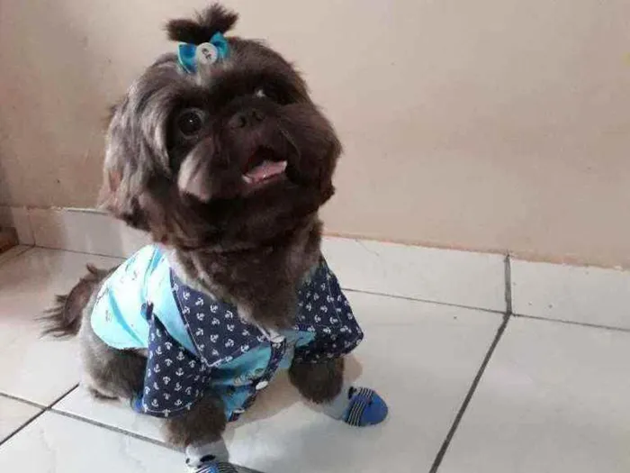 Cachorro ra a Shih tzu idade 3 anos nome Gabo