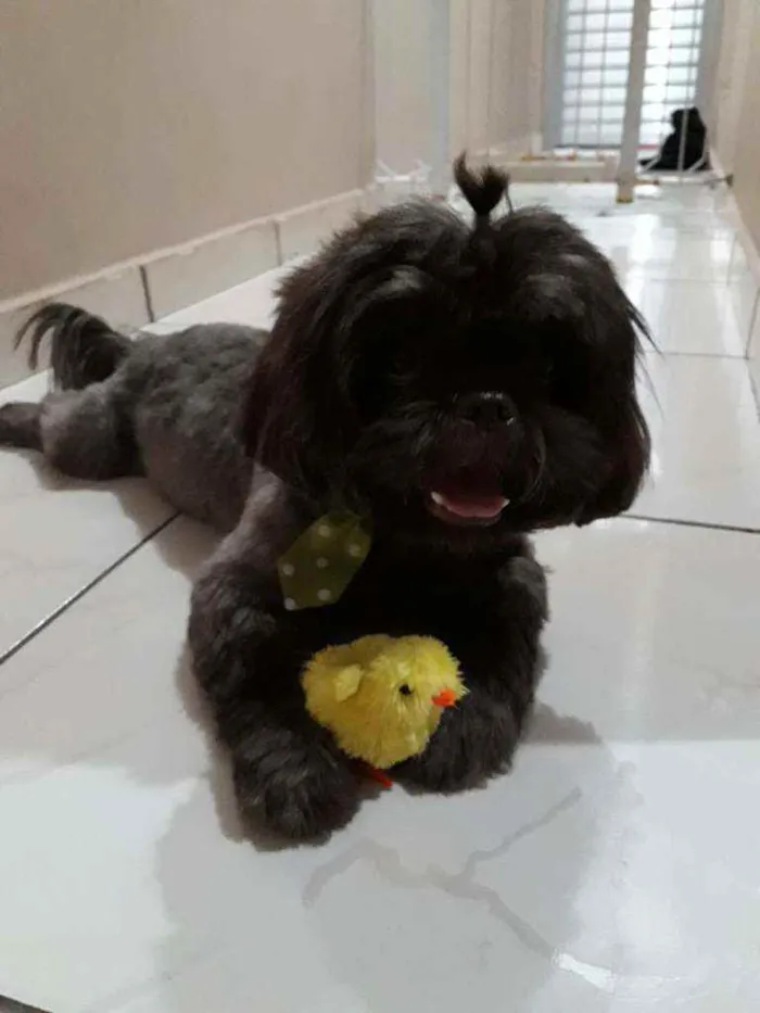 Cachorro ra a Shih tzu idade 3 anos nome Gabo