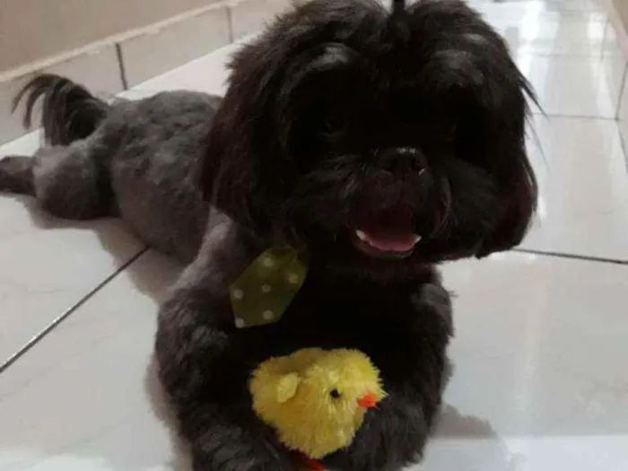 Cachorro ra a Shih tzu idade 3 anos nome Gabo