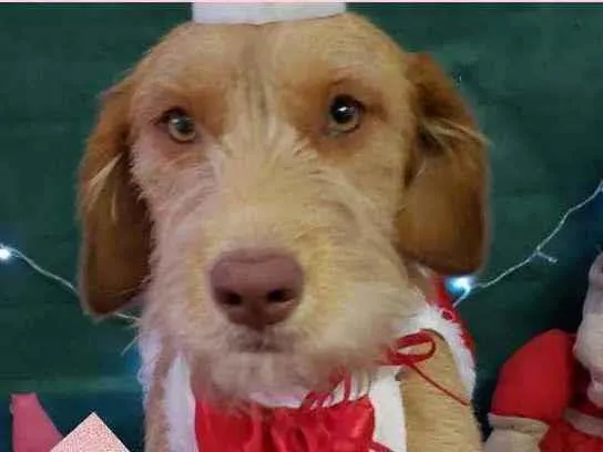 Cachorro raça srd idade 1 ano nome TIFANNY