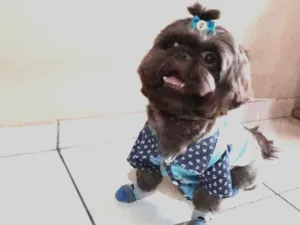 Cachorro raça Shih tzu idade 3 anos nome Gabo