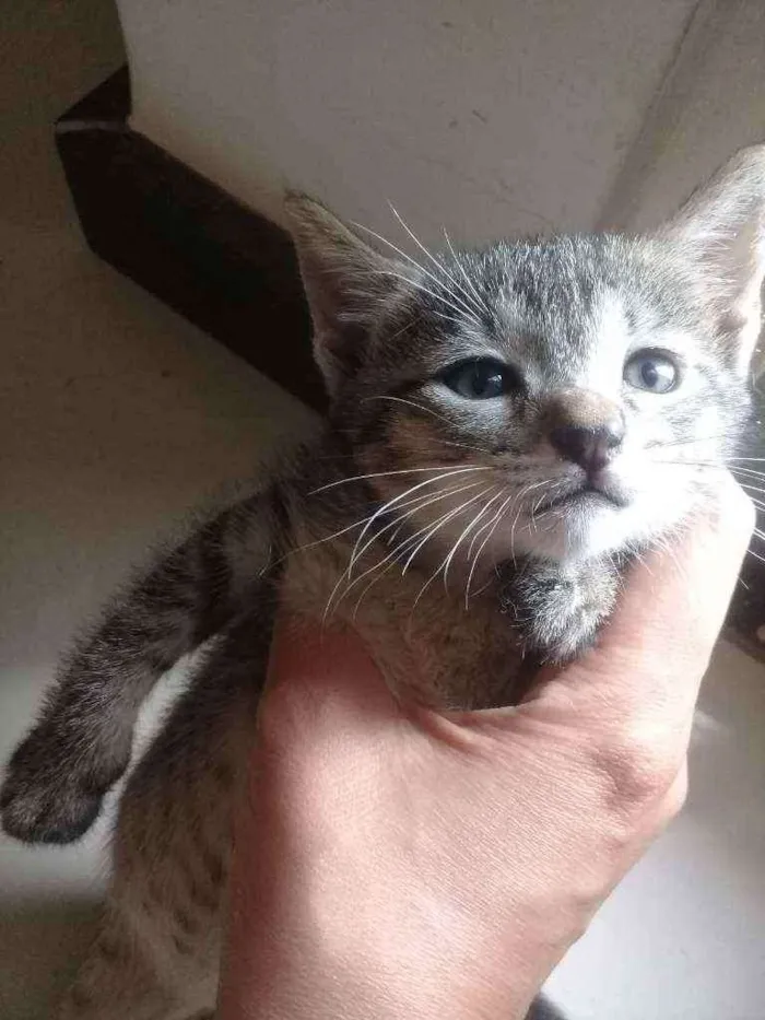 Gato raça SRD idade Abaixo de 2 meses nome Tigrinha