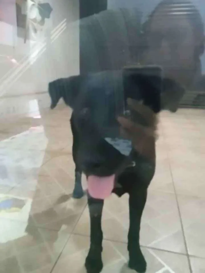 Cachorro ra a Vira lata idade 7 a 11 meses nome Demos o Nome de Zuma