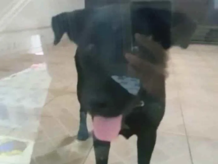 Cachorro ra a Vira lata idade 7 a 11 meses nome Demos o Nome de Zuma