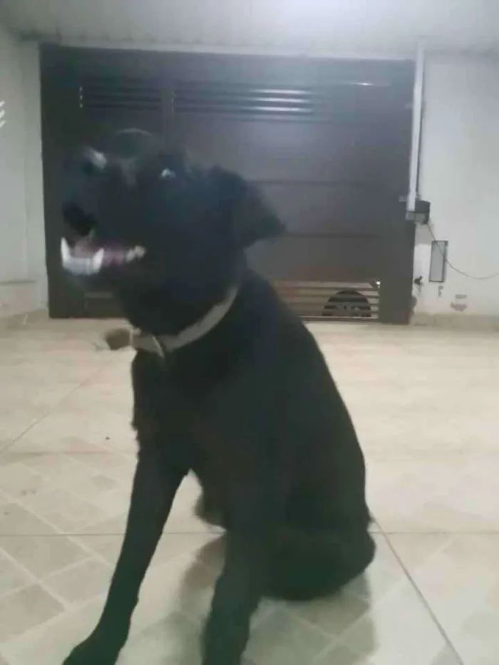 Cachorro ra a Vira lata idade 7 a 11 meses nome Demos o Nome de Zuma