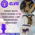 Elvis