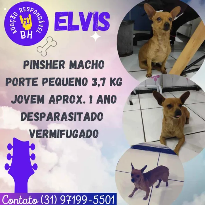 Cachorro raça Pinscher idade 1 ano nome Elvis
