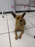 Elvis