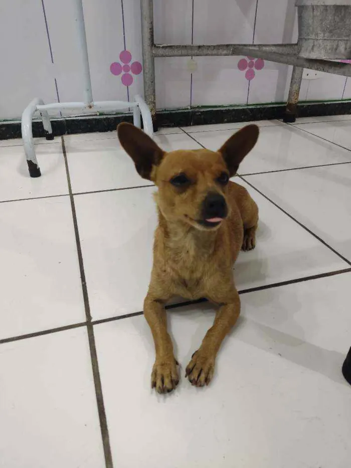 Cachorro raça Pinscher idade 1 ano nome Elvis