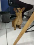 Elvis