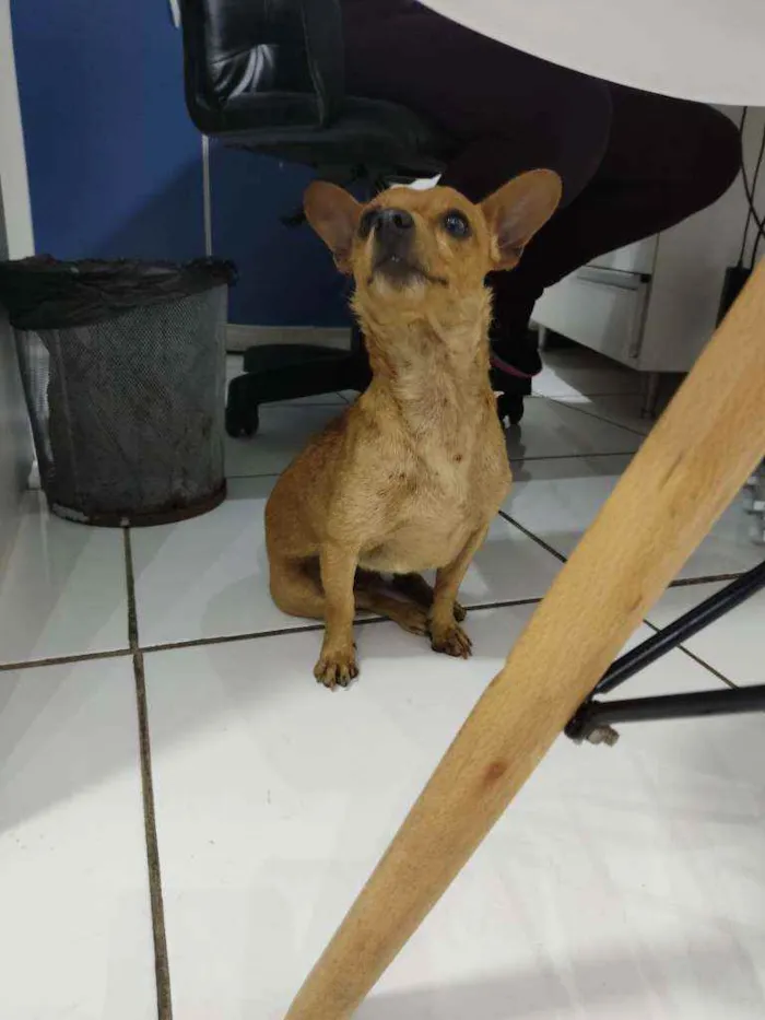 Cachorro raça Pinscher idade 1 ano nome Elvis