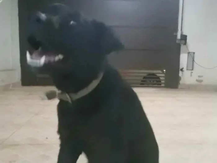 Cachorro ra a Vira lata idade 7 a 11 meses nome Demos o Nome de Zuma