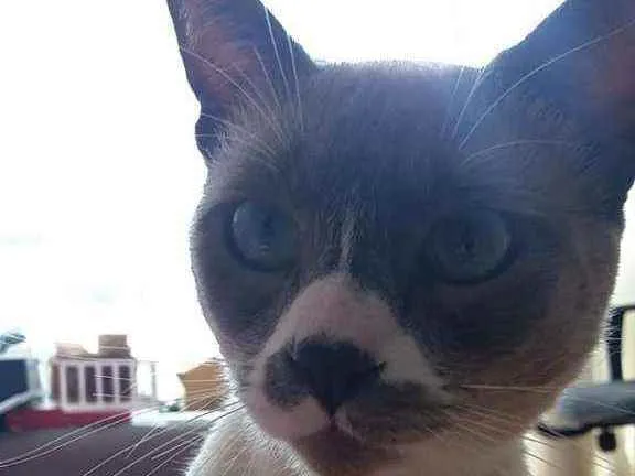 Gato ra a SRD idade 1 ano nome Luke