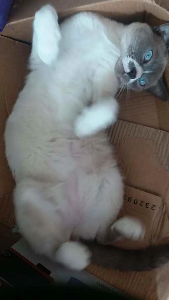 Gato ra a SRD idade 1 ano nome Luke